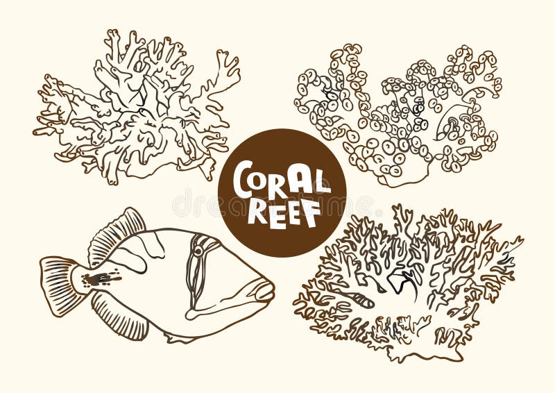 Coral reef fish and corals vector contour drawing stock illustration Coral reef fish and corals vector contour drawing stock illustration