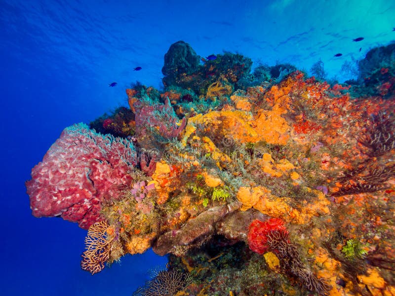 Coral Reef with Fish and Sky, Blue Water Stock Photo - Image of dive ...