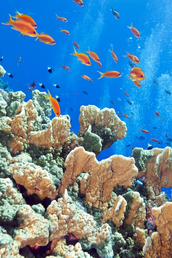 Coral Reef with Fishes Anthias, Underwater Stock Photo - Image of ...