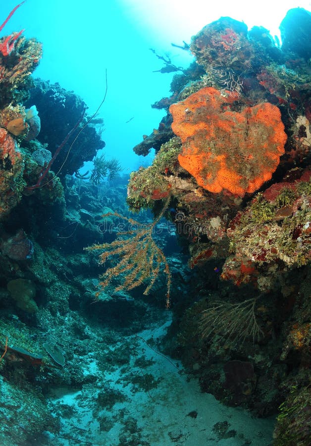 Coral reef formation stock image. Image of underwater 23082649