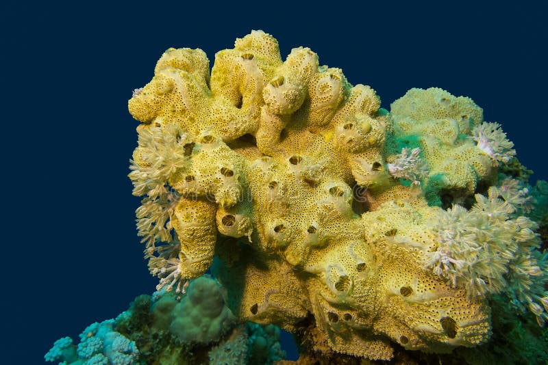 Yellow Sea Sponge Bath Brush