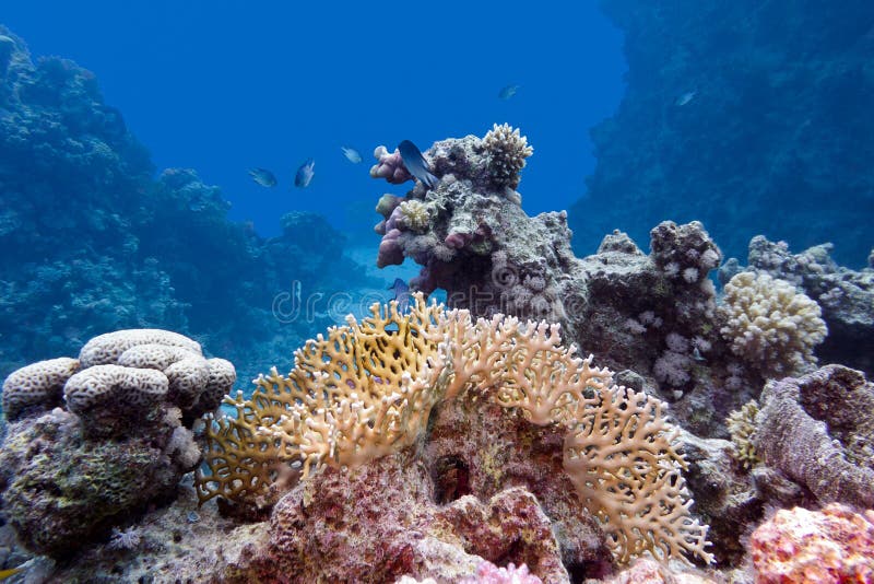 Indonesia Coral Reef stock image. Image of life, snorkel - 961055