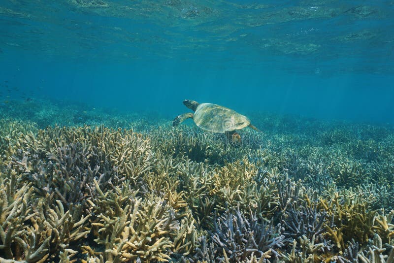 Coral Reef Hawksbill Sea Turtle Pacific Ocean Stock Image - Image of ...