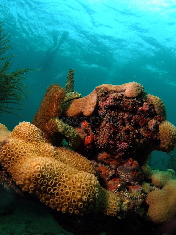 Coral Reef Mound stock photo. Image of coral, diver, scuba 11114540
