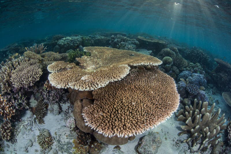 Coral Reef och solljus royaltyfri bild Coral Reef och solljus royaltyfri bild