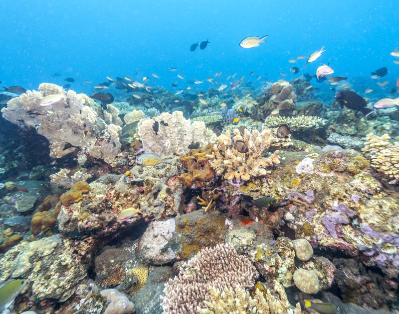 Coral Reef Off Coast of Bali Stock Image - Image of indonesia, bali ...