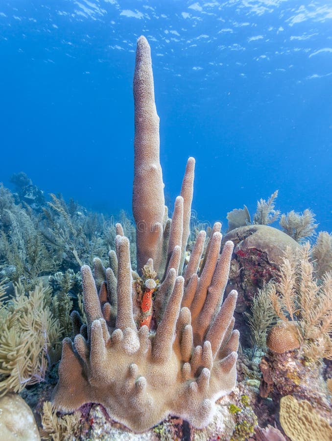 Coral reef off the coast of the island of Roatan. Coral reef off the coast of the island of Roatan