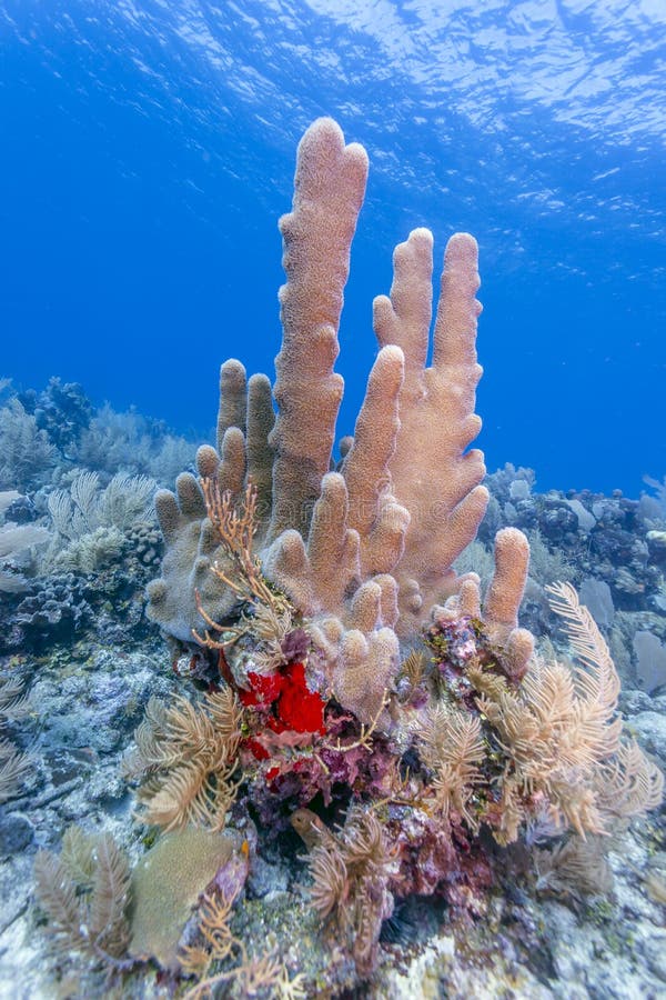 Coral reef off the coast of the island of Roatan. Coral reef off the coast of the island of Roatan