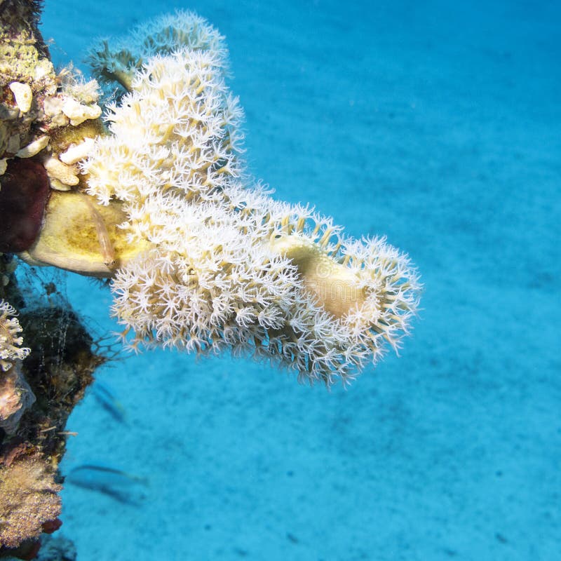 Coral reef with white Pulsing polyp coral at the bottom of tropical sea, underwater. Coral reef with white Pulsing polyp coral at the bottom of tropical sea, underwater