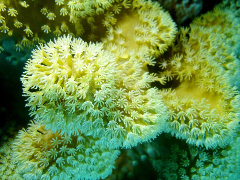 Coral reef with white Pulsing polyp coral at the bottom of tropical sea, underwater. Coral reef with white Pulsing polyp coral at the bottom of tropical sea, underwater.