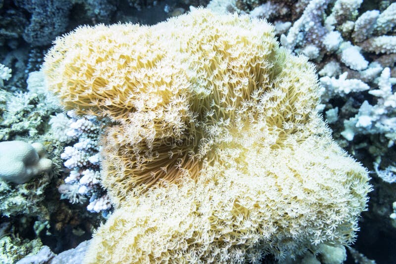 Coral reef with white Pulsing polyp coral at the bottom of tropical sea, underwater. Coral reef with white Pulsing polyp coral at the bottom of tropical sea, underwater