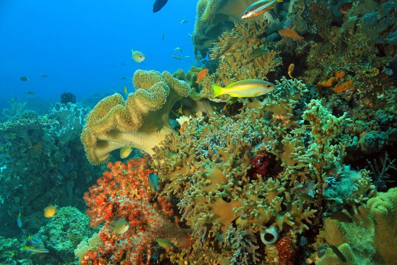 Coral Reef Raja Ampat stock photo. Image of coral, soft - 91467948