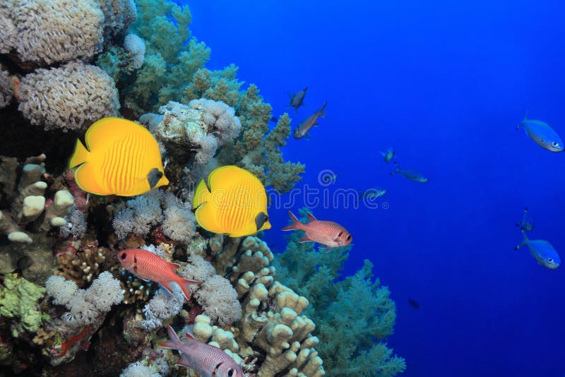 Coral reef in the Red sea stock photo. Image of outdoor - 36920172