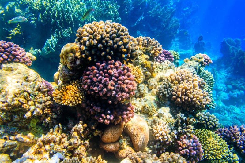 Coral Reef in the Red Sea in Ras Mohammed National Park. Sinai ...