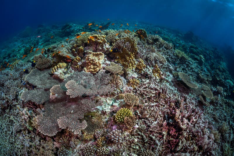 Coral reef rubble scene royalty free stock photos Coral reef rubble scene royalty free stock photos