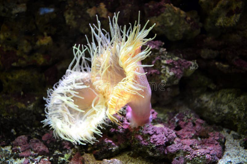 Coral Reef, Saltwater Aquarium Stock Image - Image of horizontal ...
