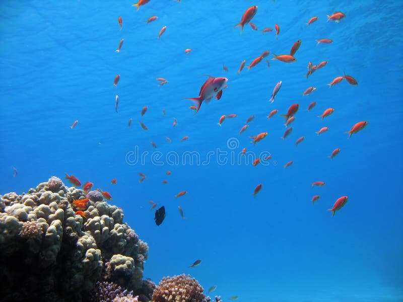Coral Reef Scene stock photo. Image of nature, animal 2613334