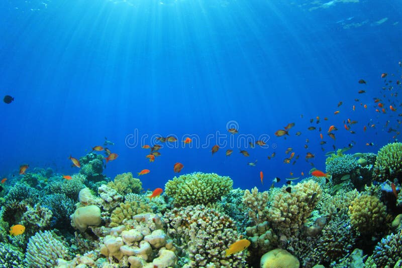 Coral Reef Scene stock image. Image of coral, sharm, mohamed - 25953221