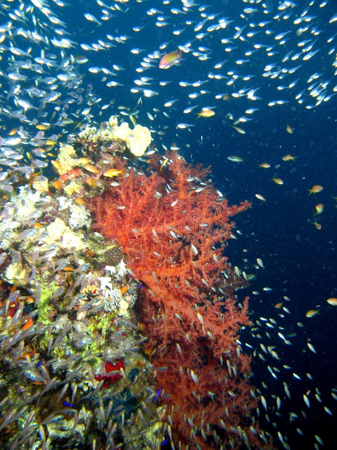 Coral reef scene royalty free stock images Coral reef scene royalty free stock images