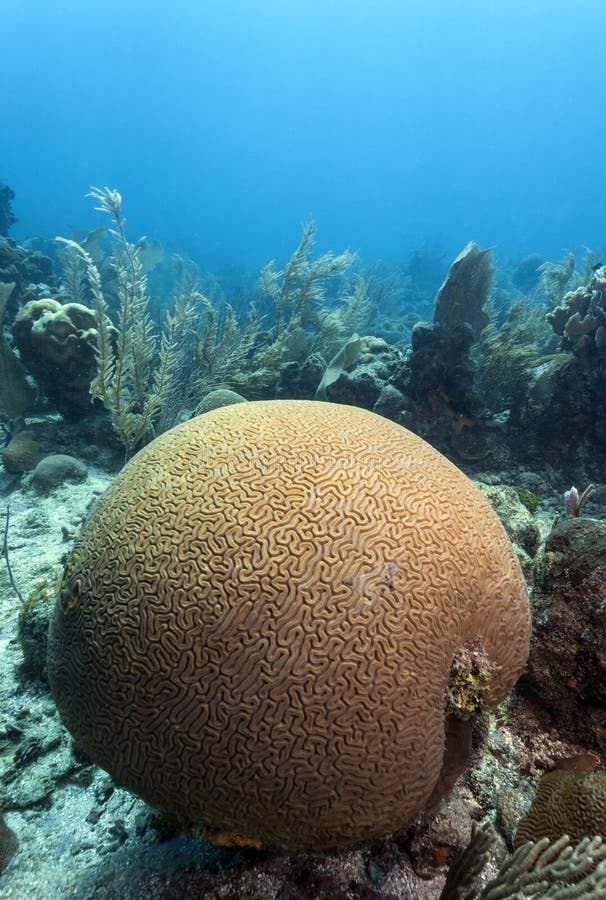 Coral reef scene brain coral