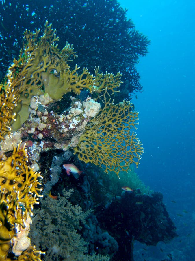 Coral reef scene with fish