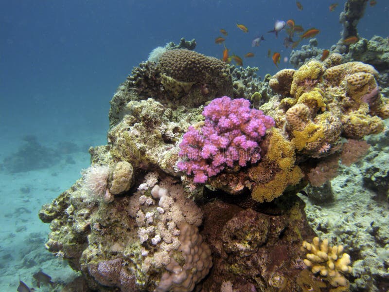 Coral reef scene with fish