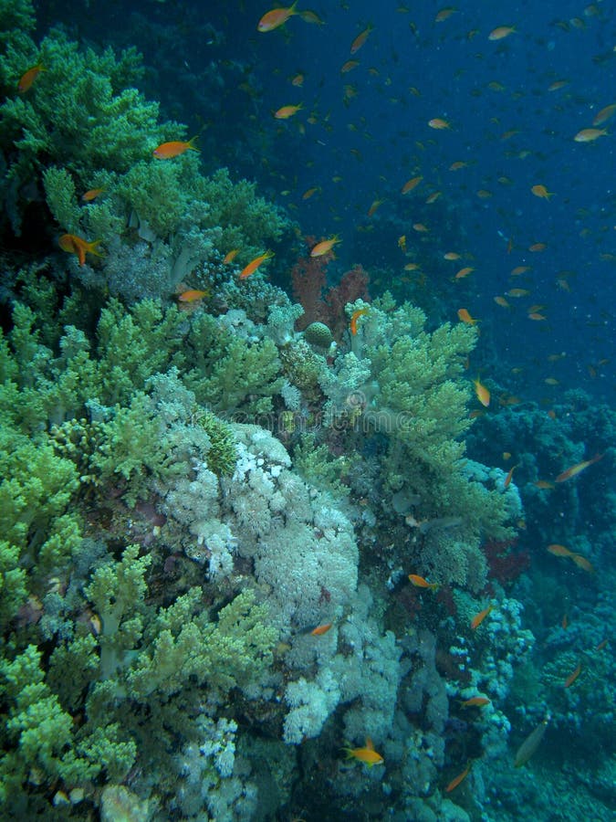 Coral reef scene with fish