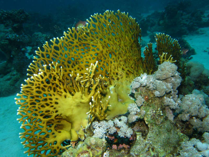 Coral reef scene with fish