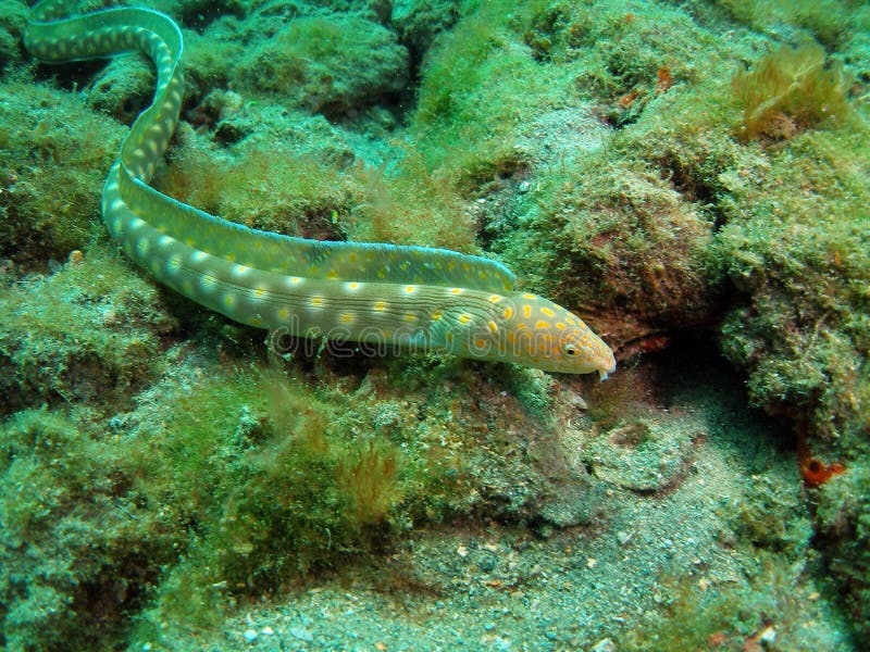 Coral Reef and Sea Snake