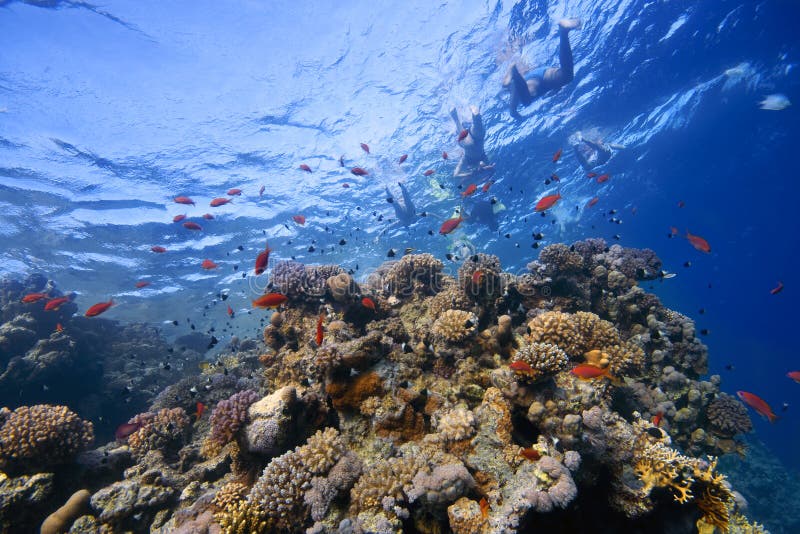 Coral Reef Scene stock image. Image of fish, underwater - 22538309