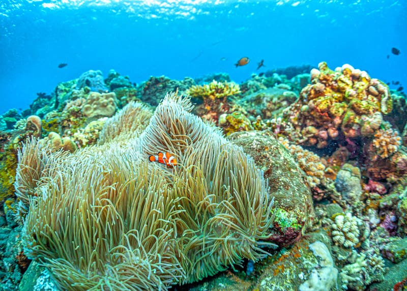 Coral reef South Pacific stock photo. Image of actiniaria - 270594380