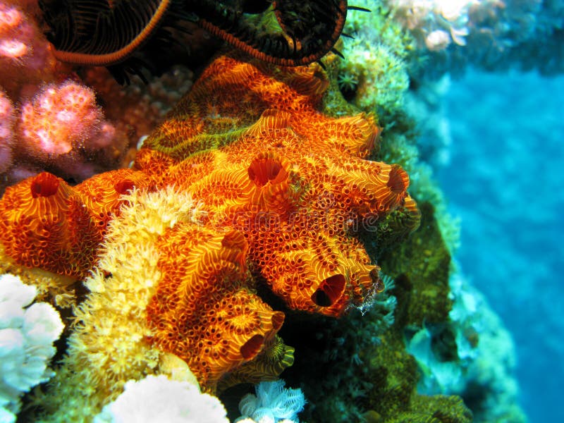 Coral reef with sponge stock image. Image of nature, coral 22102389