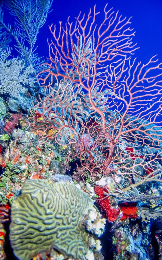 Coral Reef subacuática imagen de archivo libre de regalías Coral Reef subacuática imagen de archivo libre de regalías