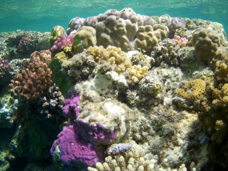 Coral Reef with Tropical Fish, Marsa Alam, Egypt Stock Image - Image of ...