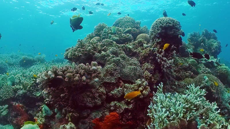 Coral Reef and Tropical Fish. Panglao, Philippines. Stock Image - Image ...