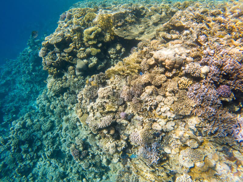 Coral Reef Under Sea Water. Stock Image - Image of ocean, exotic: 275647221