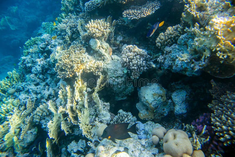 Coral reef under water stock image. Image of parrot, climate - 93121935