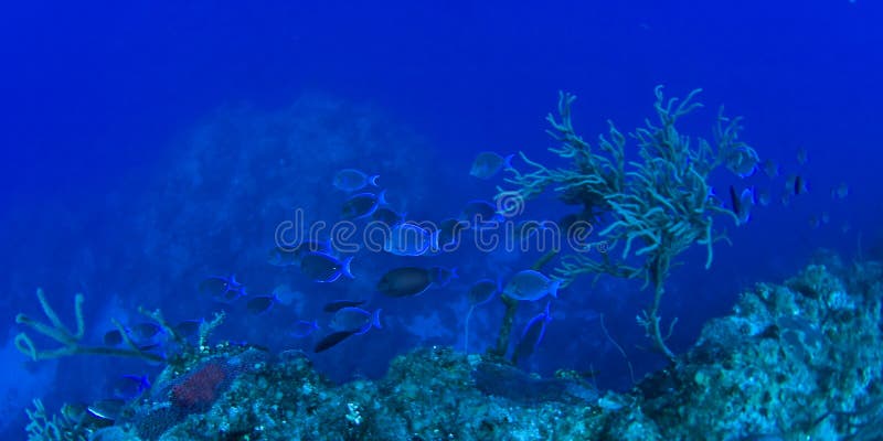 coral reef underwater scene