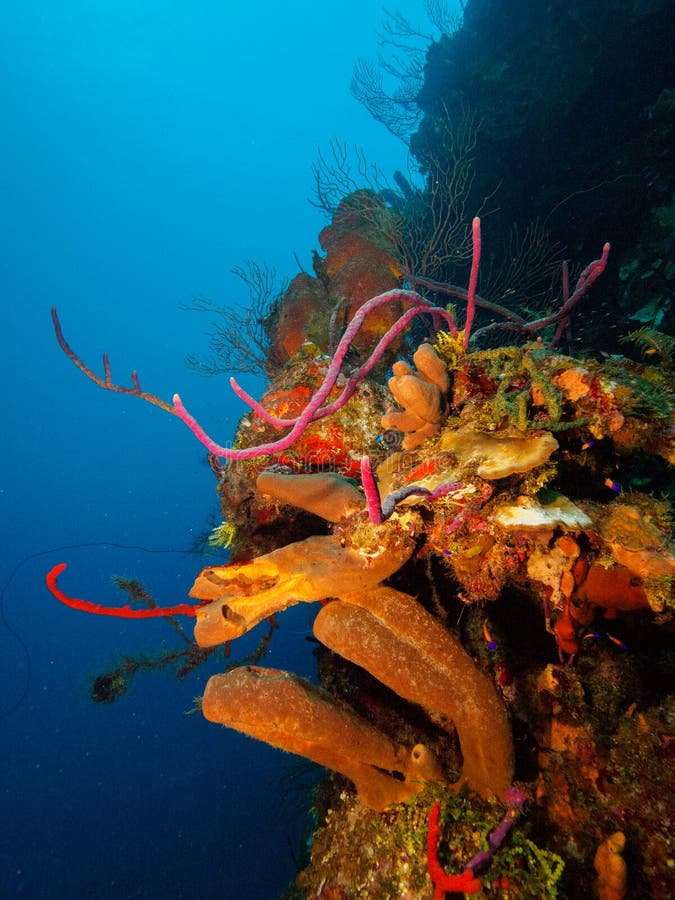 Coral Reef Wall avec le fond de l'eau bleue images stock Coral Reef Wall avec le fond de l'eau bleue images stock