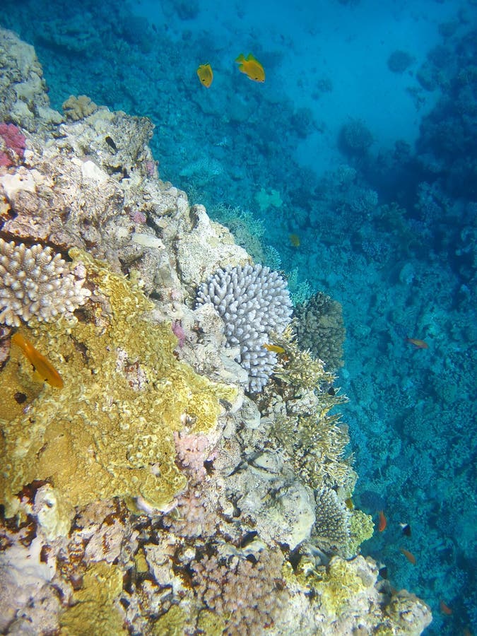 Coral reef and yellow fish