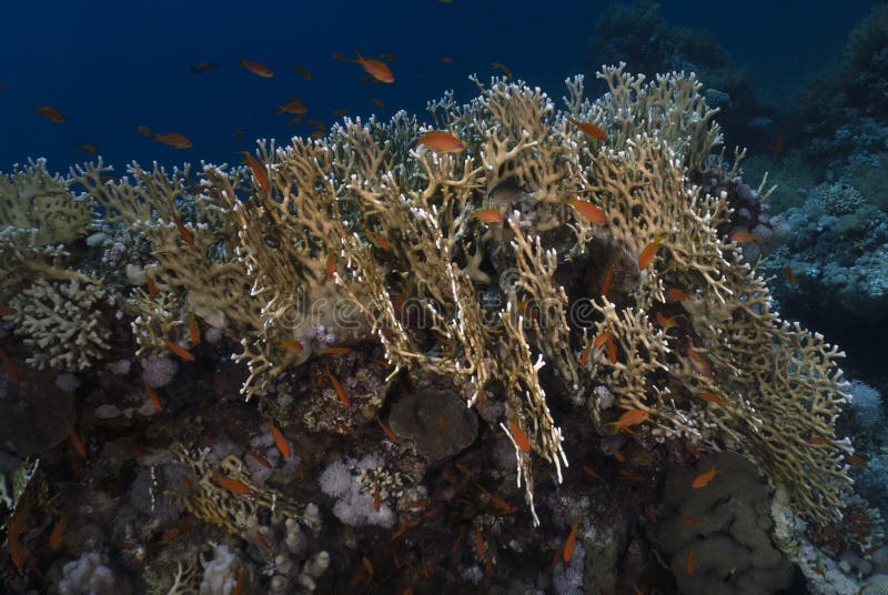 Coral reefs in the Red Sea stock photo. Image of soft - 278442710