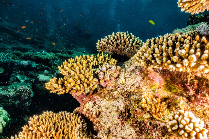 Coral Reefs and Water Plants in the Red Sea, Colorful and Full of ...