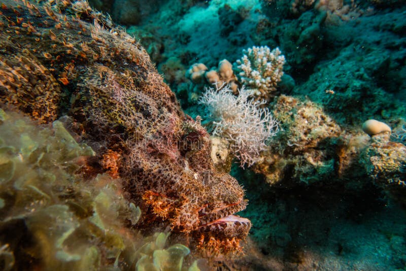 Coral Reefs and Water Plants in the Red Sea Stock Image - Image of life ...