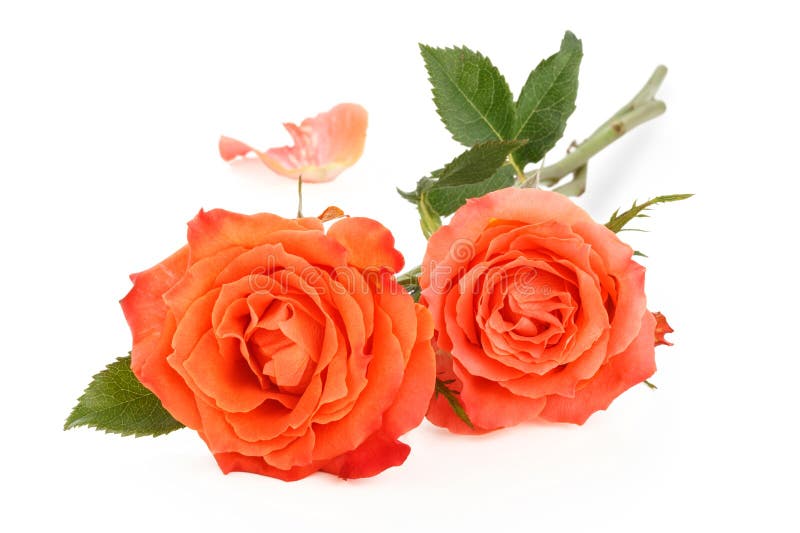 Coral roses on white. stock image. Image of natural 108762443