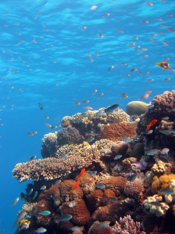 Coral Scene stock image. Image of underwater, diving, hardcoral - 3886559