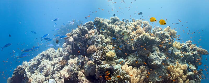 Coral scene -panorama