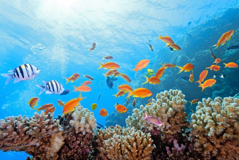 Coral scene on the reef