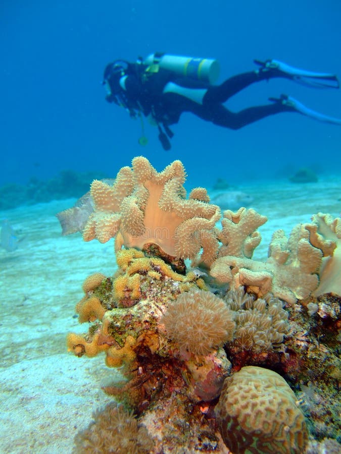 Coral and a scuba diver