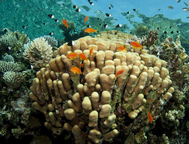 Coral sea scape