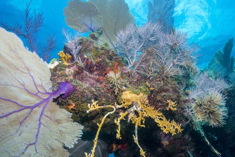 Coral Sea Scape suave fotos de archivo libres de regalías Coral Sea Scape suave fotos de archivo libres de regalías